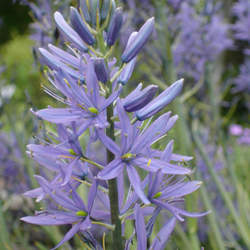 Camassia leichtlinii Large Camas seed for sale 