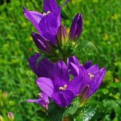 Campanula glomerata Dane's Blood, Clustered Bellflower seed for sale 