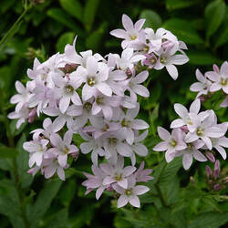 Campanula lactiflora Milky Bellflower seed for sale 