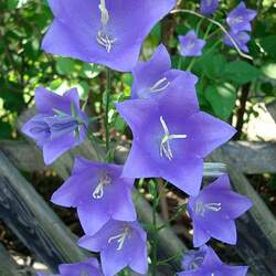 Campanula persicifolia Peachleaf Bellflower, Peach-leaved Bellflower seed for sale 