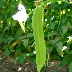 Canavalia gladiata Sword Jackbean seed for sale 