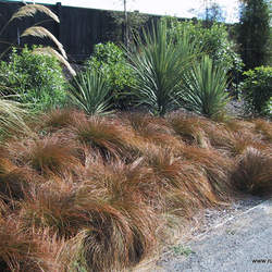 Carex testacea Orange Sedge, Speckled Sedge, Red Switch Grass seed for sale 