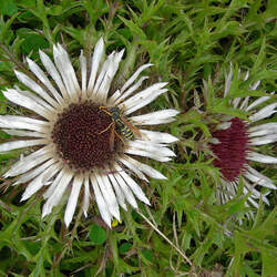 Carlina acaulis  Simplex Smooth Carlina seed for sale 