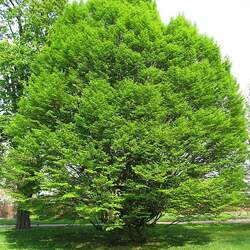 Carpinus betulus     dry seed European Hornbeam, Hornbeam seed for sale 