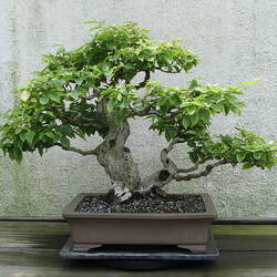 Carpinus tschonoskii Yeddo Hornbeam, Silky Hornbeam seed for sale 