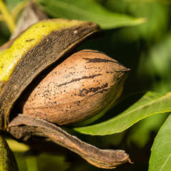 Carya illinoinensis  wild collection Pecan, Wild Pecan seed for sale 