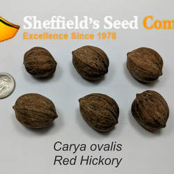 Carya ovalis Red Hickory, Sweet Pignut Hickory, Spicebark Hickory seed for sale 