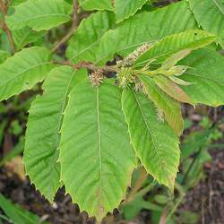 Castanea seguinii x pumila Hybrid Chestnut, Hybrid Chinquapin seed for sale 