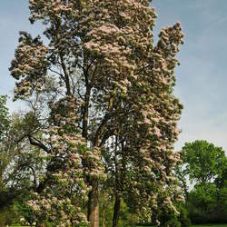 Catalpa bungei Manchurian Catalpa seed for sale 