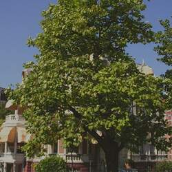 Catalpa ovata Chinese Catalpa, Yellow Catalpa, Japanese Catalpa seed for sale 