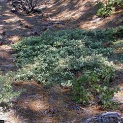 Ceanothus cordulatus Whitethorn Ceanothus, Snow Bush seed for sale 