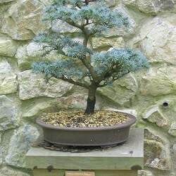 Cedrus atlantica Atlas Cedar seed for sale 