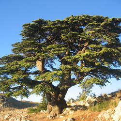 Cedrus libani Cedar Of Lebanon, Lebanon Cedar seed for sale 