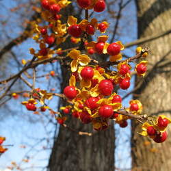 Celastrus orbiculatus Oriental Bittersweet, Asian Bittersweet, Asiatic Bittersweet, Climbing Spindleberry, Japanese Bittersweet seed for sale 