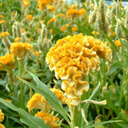 Celosia argentea Silver Cock's Comb seed for sale 