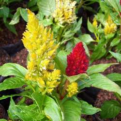 Celosia argentea Silver Cock's Comb seed for sale 