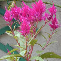 Celosia argentea Silver Cock's Comb seed for sale 