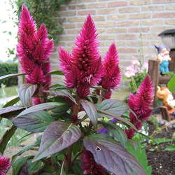 Celosia argentea Silver Cock's Comb seed for sale 