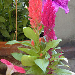 Celosia argentea Silver Cock's Comb seed for sale 