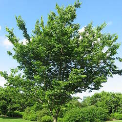 Celtis occidentalis    Europe Common Hackberry seed for sale 