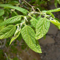 Celtis laevigata  reticulata Sugar Hackberry, Netleaf Sugar Hackberry, Netleaf Hackberry, Texas Sugarberry seed for sale 