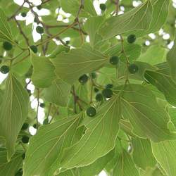 Celtis sinensis Chinese Hackberry, Japanese Hackberry seed for sale 