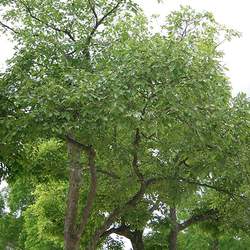 Celtis sinensis Chinese Hackberry, Japanese Hackberry seed for sale 