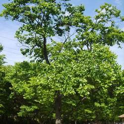 Celtis sinensis Chinese Hackberry, Japanese Hackberry seed for sale 