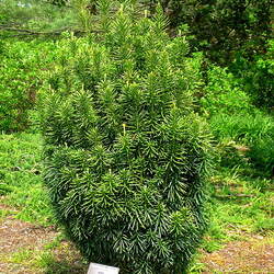 Cephalotaxus harringtonia Harrington's Cephalotaxus, Japanese Plum Yew seed for sale 