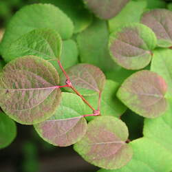 Cercidiphyllum japonicum Katsura Tree, Japanese Judas Tree seed for sale 