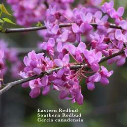 Cercis canadensis    Northern  Zone 5 Eastern Redbud, Redbud, Northern Zone 5 Eastern Redbud seed for sale 