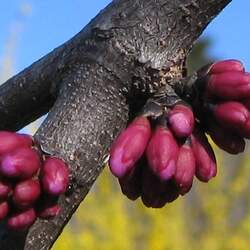 Cercis canadensis  mexicana Mexican Redbud seed for sale 