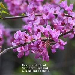 Cercis canadensis    Northern Zone 4 Eastern Redbud, Redbud seed for sale 