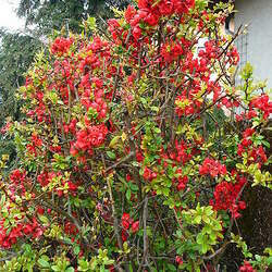 Chaenomeles japonica  sargentii Maule's Quince, Flowering Quince, Dwarf Flowering Quince, Japanese Flowering Quince, Dwarf Quince seed for sale 