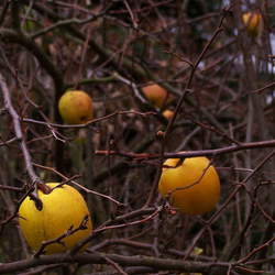 Chaenomeles japonica  sargentii Maule's Quince, Flowering Quince, Dwarf Flowering Quince, Japanese Flowering Quince, Dwarf Quince seed for sale 