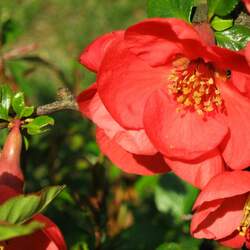 Chaenomeles japonica  sargentii Maule's Quince, Flowering Quince, Dwarf Flowering Quince, Japanese Flowering Quince, Dwarf Quince seed for sale 