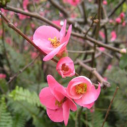 Chaenomeles japonica  sargentii Maule's Quince, Flowering Quince, Dwarf Flowering Quince, Japanese Flowering Quince, Dwarf Quince seed for sale 