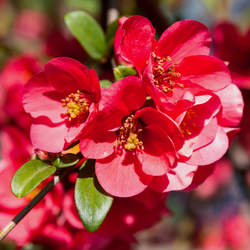 Chaenomeles sinensis Chinese Quince, Mugua, Mogwa, Karin seed for sale 