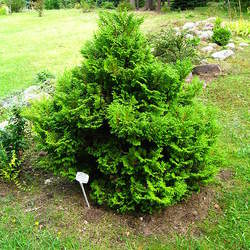 Chamaecyparis pisifera Sawara False Cypress, Japanese False Cypress seed for sale 