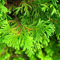 Chamaecyparis pisifera Sawara False Cypress, Japanese False Cypress seed for sale 