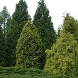 Chamaecyparis pisifera Sawara False Cypress, Japanese False Cypress seed for sale 