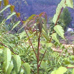 Choerospondias axillaris Lapsi, Candy Tree, Nepali Hog Plum seed for sale 