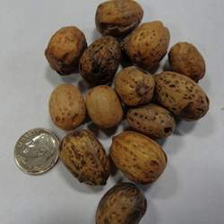 Choerospondias axillaris Lapsi, Candy Tree, Nepali Hog Plum seed for sale 