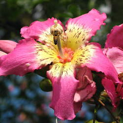 Chorisia speciosa Silk-floss Tree seed for sale 