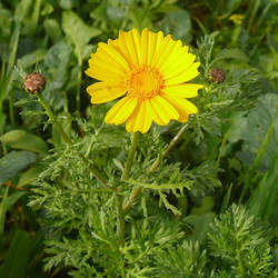 Chrysanthemum coronarium Crown Daisy, Garland Chrysanthemum seed for sale 