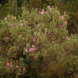 Cistus albidus Grey-Leaved Cistus, White-Leaved Rock Rose seed for sale 