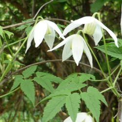 Clematis alpina  Sibirica Siberian Clematis seed for sale 