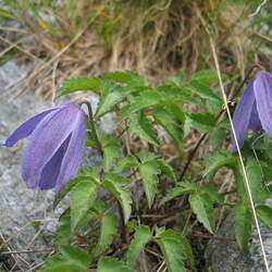 Clematis alpina Alpine Clematis, Alpine Vigin's Bower seed for sale 