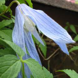 Clematis alpina Alpine Clematis, Alpine Vigin's Bower seed for sale 