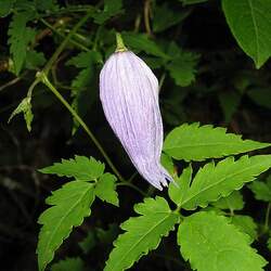 Clematis alpina Alpine Clematis, Alpine Vigin's Bower seed for sale 